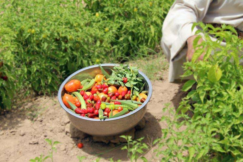 Livelihood and Agriculture Project Success Stories